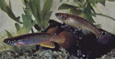 Rivulus urophthalmus, слева - самец (фото д-ра Г. Р. Аксельрода)