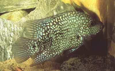 Самка Cichlasoma cyanoguttatum, охраняющая свои икринки. Это единственная цихлида, встречающаяся в США (фото д-ра С. Франка)