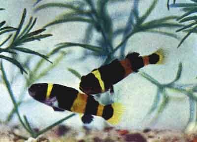 Нарядная окраска Brachygobius xanthozonus искупает их тщедушность (фото Г.Й.МТиммермана)