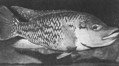 Прекрасный экземпляр Tilapia mossambica. Тиляпии могут долго жить в неголе, легко приручаются и узнают своего хозяина (фото Л. Перкинса)