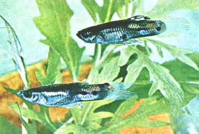 Два самца гуппи с типичными признаками дикой формы Poecilia reticulata (фото д-ра Г. Р. Аксельрода)