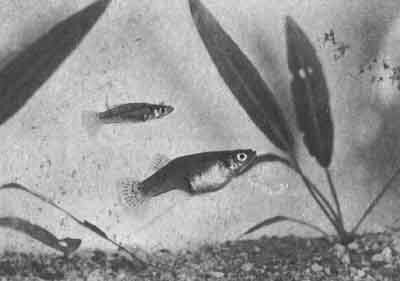 Автор (Г. Р. А.) поймал этих Gambusia manni в Нассау в 1957 г. У всех живородящих рыб самец (вверху) меньше самки