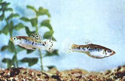 Пара Poecilia vittata (фото Г.Й.М. Тиммермана)