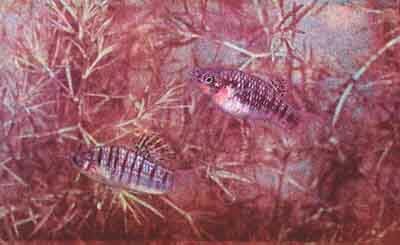 Пара Poecilia nigrofasciata, вверху - самка (фото К. Квитшау)