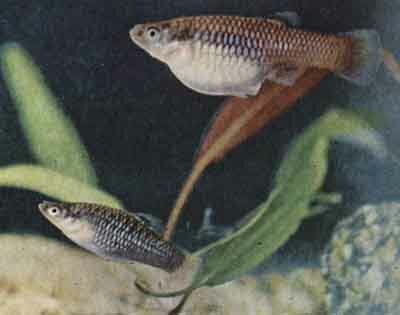 Poecilia ornata, выловленная автором на Гаити в 1957 г. Мелководные прохладные реки на острове полны интереснейших живородящих рыб (фото д-ра Г. Р. Аксельрода)