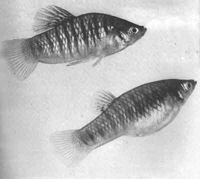 Пара Poecilia nigrofasciata, у достигшего половой зрелости самца (вверху) образуется горб (фото МХвойки)
