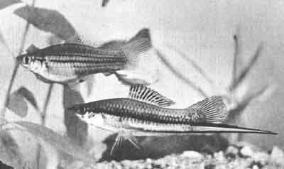 Пара диких Xiphophorus helleri. У самца (внизу) сильно удлинен хвостовой плавник