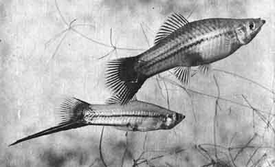 Самец (внизу) и самка одной из линий Xiphophorus helleri, впервые выведенной и размноженной д-ром М. Гордоном. Он является автором многих линий. меченосцев, до сих пор пользующихся популярностью (фото д-ра Г. Р. Аксельрода)