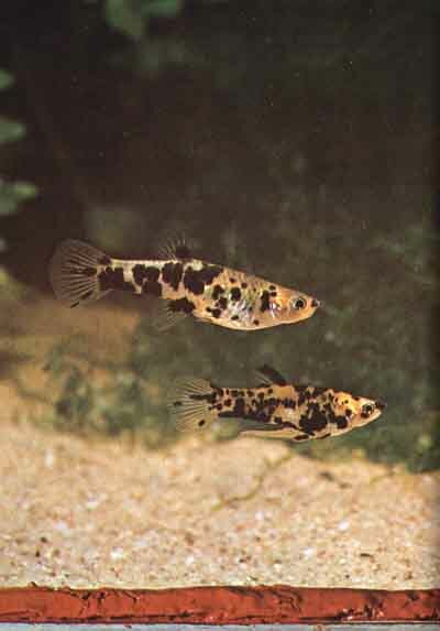 Phallaceros caudimaculatus reticulatus, внизу - самец (фото РЗукала)
