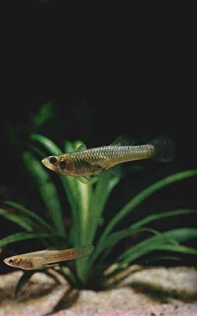Gambusia affinis, которую разводят во всем мире для биологической борьбы с комарами. Однако гамбузии не менее опасны для других рыб, поэтому их никогда не следует выпускать в естественные водоемы, не имея на это серьезных оснований (фото Р. Зукала)
