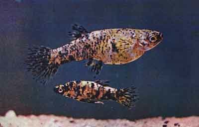 Пара Phallaceros caudimaculatus reticulatus немного иной окраски (фото д-ра В. Ферша)
