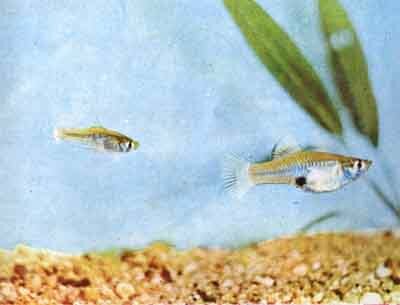 Пара Phallichthys amates, справа - самка (фото Г. И. М. Тиммермана)