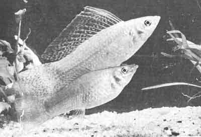 Пара Poecilia petensis, очень похожих на Pvelifera. Этих рыб поймал д-р МГордон в озере Петен, Гватемала, в 1954 г. (фото СДантона, Нью-Йоркское зоологическое общество)