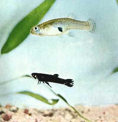 Самцы подвида Gambusia affinis holbrooki бывают совершенно черными, частично черными, желтыми и оранжевыми; самки с черной пигментацией не встречаются (фото Г. И. М. Тиммермана)