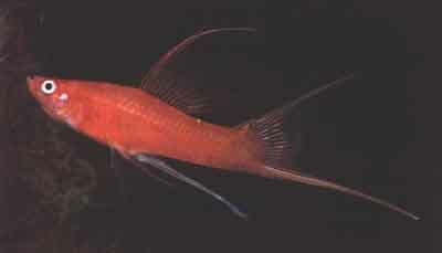 Самец X. helleri (фото Р. Зукала)