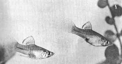 Пара Phallichtys amates. Слева - самец с модифицированным анальным плавником, или гоноподием, с помощью которого он оплодотворяет самку (фото Г.Й.МТиммермана)