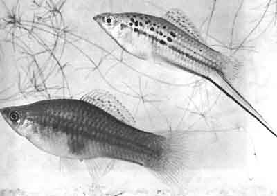 Пара зеленых меченосцев Xiphophorus helleri, отловленная МГордоном в Мексике. Пятнистость этих рыб меняется в зависимости от района обитания, у некоторых диких меченосцев пятна отсутствуют (фото СДантона, Нью-Йоркское зоологическое общество)