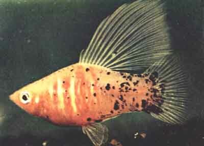 Xiphophorus maculatus (фото д-ра Джоанны Нортон)