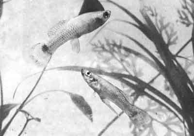 Пара Pseudoxiphophorus bimaculatus. Обратите внимание на огромный (в сравнении с телом) гоноподий самца (фото С. Дантона, Нью-йоркское зоологическое общество)