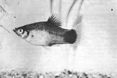 Этого самца пятнистой пецилии Xiphophorus maculatus называют Moon (луна) из-за рисунка у основания хвостового плавника (фото Г.Й.М. Тиммермана)
