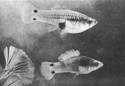 Нормальные самец и самка Xiphophorus variatus основной желтой и красной окраски. Эти рыбы очень плодовиты при содержании в садовых водоемах (фото Г.Й.МТиммермана)
