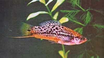 Самец Xiphophorus montezumae montezumae (фото д-ра В. Ферша)