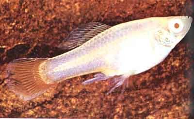Альбиносный самец Xiphophorus variatus (фото д-ра Г.Р. Аксельрода)